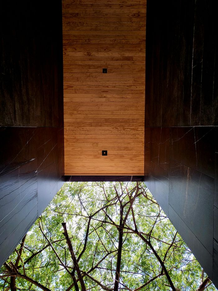 Upward view of a contemporary building with a wooden ceiling and green tree branches.